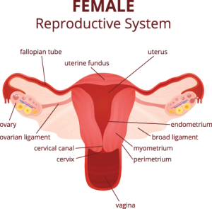 female reproductive system front view labeled