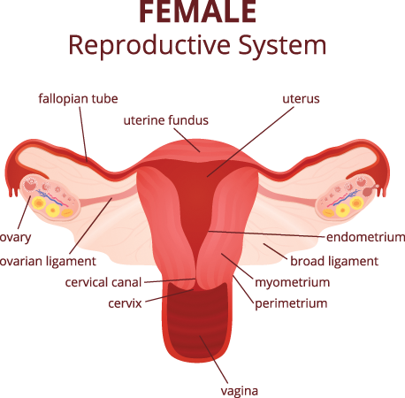 Female Reproductive (FILEminimizer)