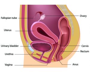 Female Reproductive System Side View Chart