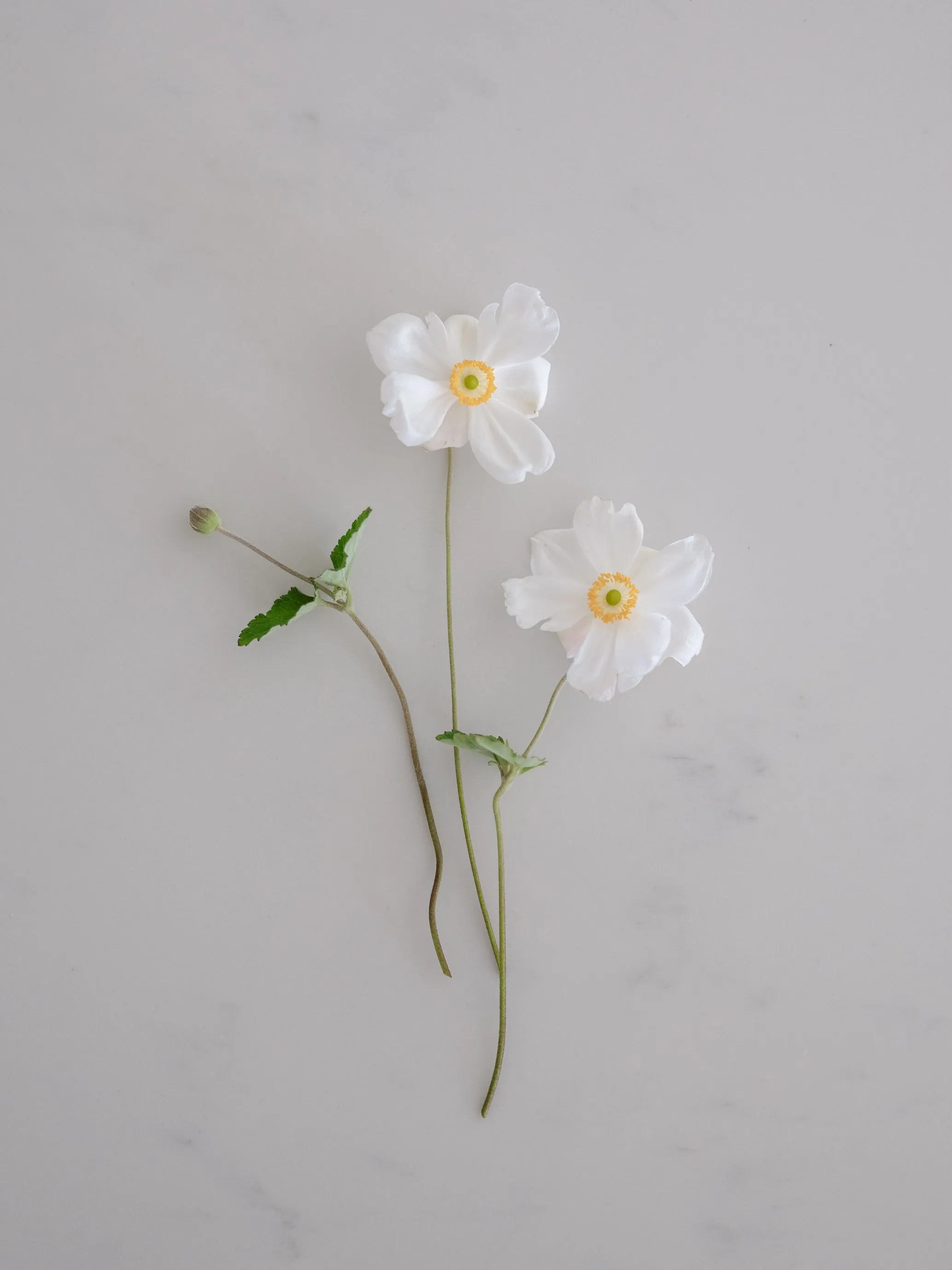 Two white japanese anemone flowers with a bud